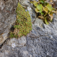 Gypsophila tenuifolia