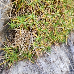Gypsophila tenuifolia