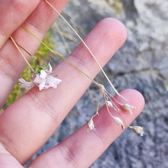 Gypsophila tenuifolia