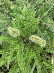 Girardinia diversifolia