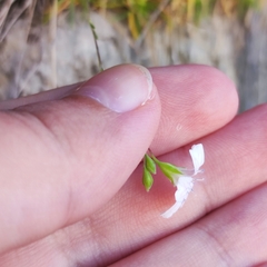 Gypsophila tenuifolia