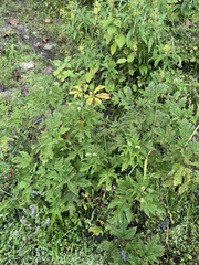 Girardinia diversifolia