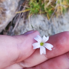 Gypsophila tenuifolia