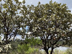 Quercus resinosa