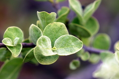 Vangueria parvifolia