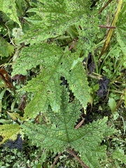 Girardinia diversifolia