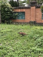 Gorsachius melanolophus