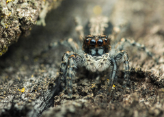 Menemerus taeniatus