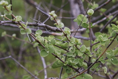 Vangueria parvifolia