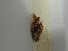 Dahlica triquetrella