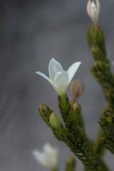 Lachnaea grandiflora