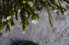 Lachnaea grandiflora
