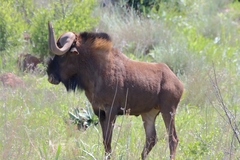 Connochaetes gnou