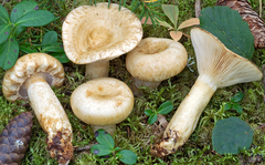 Lactarius olivinus