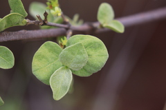 Vangueria parvifolia