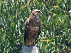 Buteo buteo vulpinus