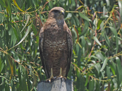 Buteo buteo vulpinus