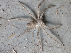 Philodromus margaritatus