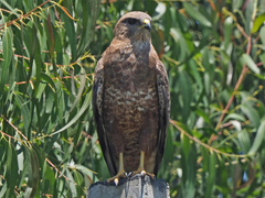 Buteo buteo vulpinus