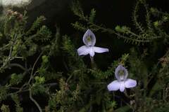 Disa maculata