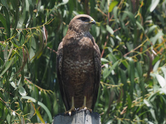 Buteo buteo vulpinus