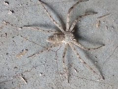 Philodromus margaritatus