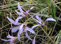 Xerophyta retinervis