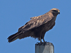 Buteo buteo vulpinus