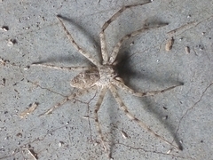 Philodromus margaritatus