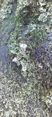 Cladonia fimbriata