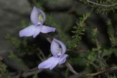 Disa maculata