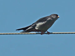 Falco amurensis