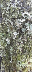 Cladonia fimbriata