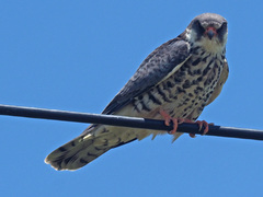 Falco amurensis