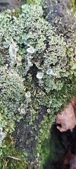 Cladonia fimbriata
