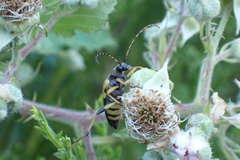 Rutpela maculata