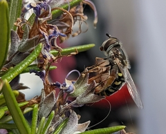 Austroscaeva melanostoma