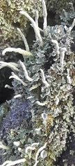 Cladonia fimbriata