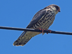 Falco amurensis