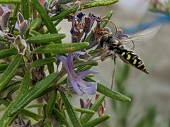 Austroscaeva melanostoma