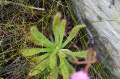 Drosera hilaris