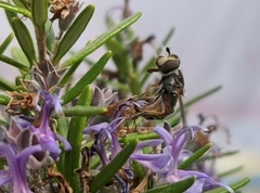 Austroscaeva melanostoma