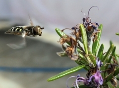 Austroscaeva melanostoma