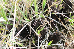 Xerophyta retinervis