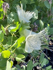 Capparis sandwichiana