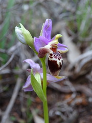 Ophrys heldreichii