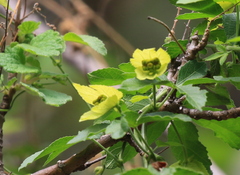 Dalechampia capensis