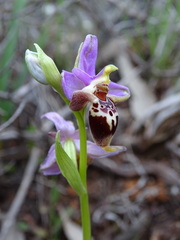 Ophrys heldreichii