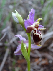 Ophrys heldreichii