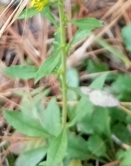 Solidago puberula pulverulenta